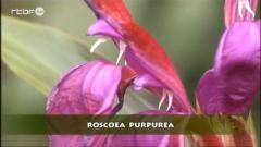 Francis Peeters - Roscoea purpurea