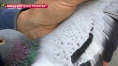 Bolt: Pigeon le plus cher du monde
