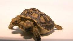 Une tortue avec 2 têtes et 5 pattes