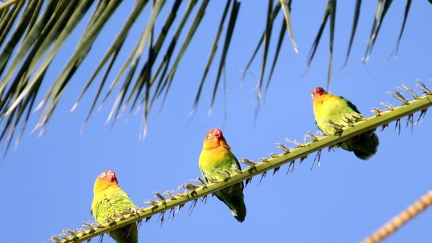 Ils cambriolent une animalerie et volent pour 15 000 euros de perruches