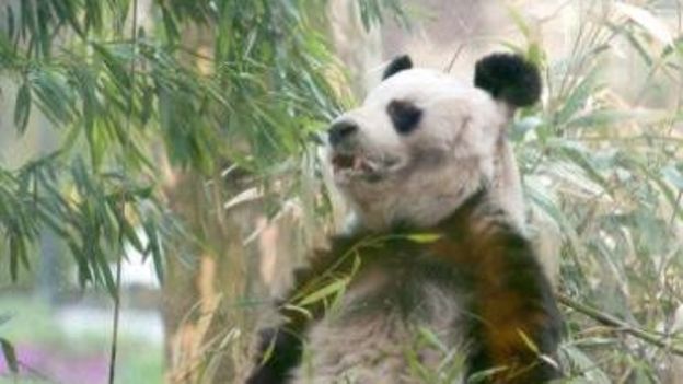 Bao Bao, le panda mascotte du zoo de Berlin, est décédé à 34 ans