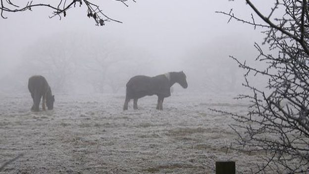 Le gouvernement renforce la protection des chevaux