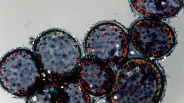 Comme les hommes, les bactéries vivent dans des écosystèmes