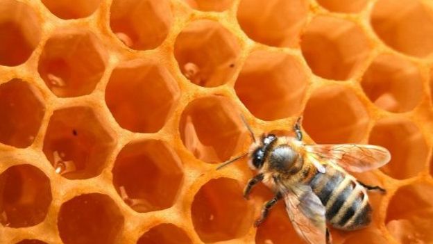 Abeille