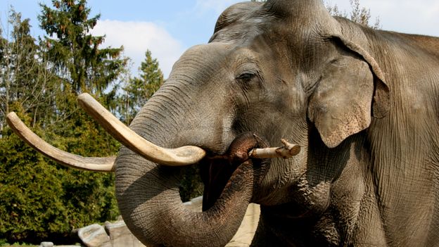 L'éléphant Hussein est mort avant d'arriver à Planckendael