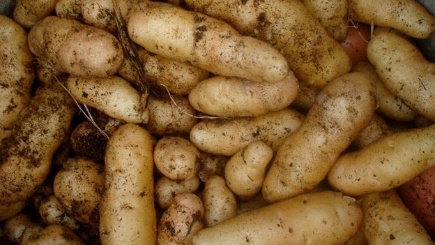 La pomme de terre est aujourd'hui la troisième plus grosse culture en Chine.