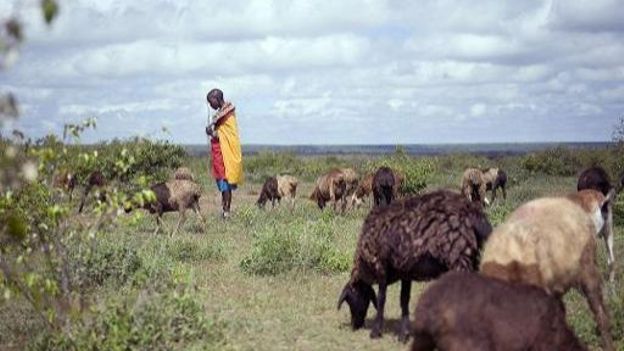 L'accaparement des terres en Afrique menace les agriculteurs locaux et les écosystèmes