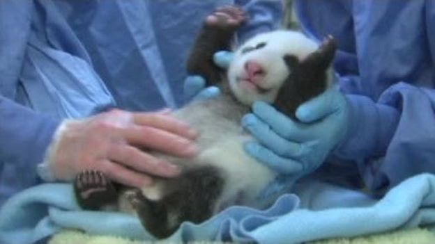 Un panda géant de 6 semaines présenté au zoo de San Diego
