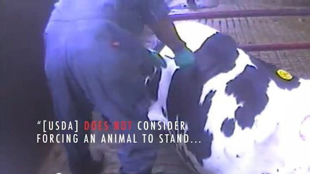 Une vidéo choquante de tortures sur des vaches met la Toile en émoi