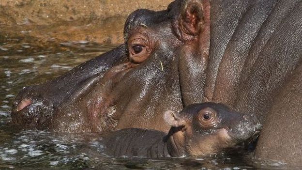 Illustration: une femelle hippopotame et son petit