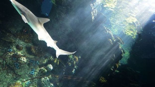 Nouvelle-Calédonie: un groupe de requins s'est approché des côtes