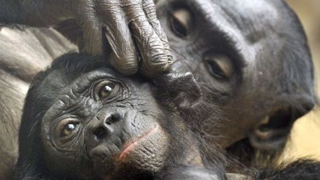 Le bonobo, entre l'homme et le chimpanzé