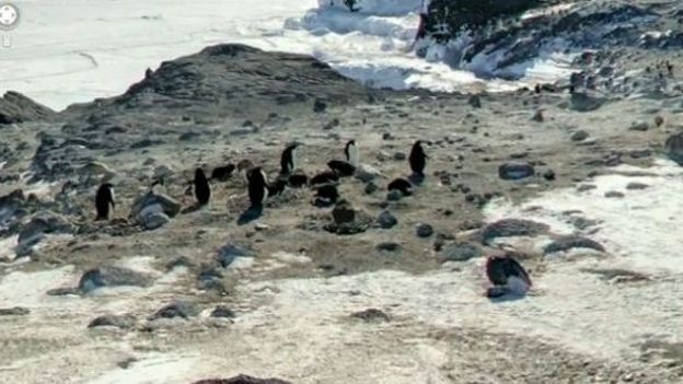Les pingouins de l'Antarctique selon Street View