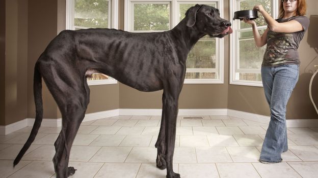 Cette photo de Zeus date du 3 novembre 2011, le chien était alors âgé de 3 ans