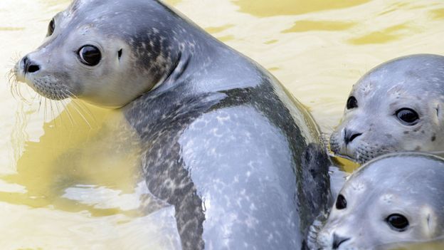 Les bébés phoques américains sont touchés par un nouveau virus de grippe aviaire