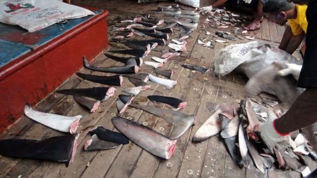 Pêche illégale d'ailerons de requin
