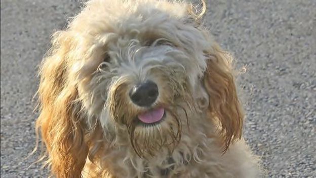 Bientôt un permis pour chien?