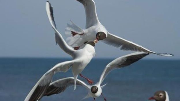 Trop de mouettes à Ostende