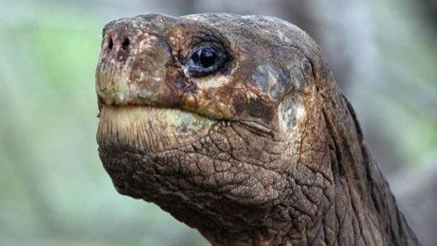 Georges le Solitaire, dernière tortue vivante de son espèce, est mort sans descendance