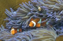 Grande barrière de corail: l'Unesco réclame un nouveau rapport à l'Australie