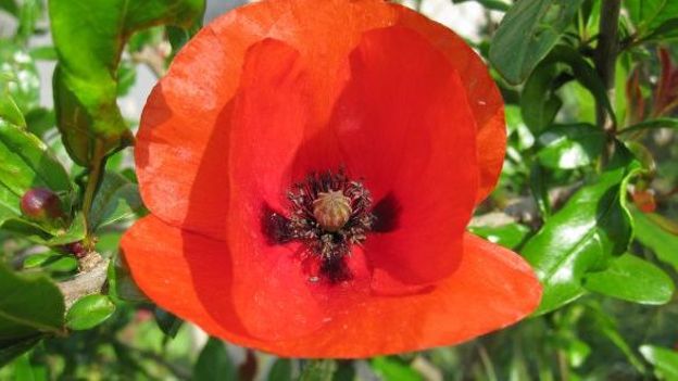 Le coquelicot, fleur des champs de bataille de 14-18, devenu symbole du sang versé