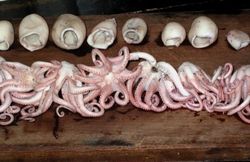 Food : Les calamars