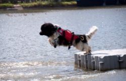Les chiens sauveteurs aquatiques Les chiens sauveteurs aquatiques