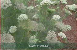 ami visnaga  - rtbf &copy;