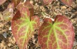 Francis Peeters - Epimedium  x perralchicum 'Fröhnleiten'