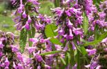 Francis Peeters - Stachys officinalis 'Hummelo'