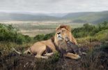Belles pubs: un chat avec les lions, les zèbres, les girafes...