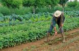 jardinage  