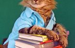 Les plus belles photos de Lorenzo, le chat-mannequin