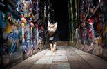 Trop mignon: ce chat monte la garde dans un entrepôt de jouets