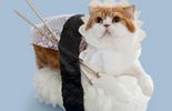 Les chats-sushis, en photos et vidéos
