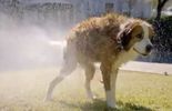 Un chien au régime dans une très belle pub