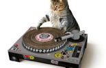 Désormais, les chats DJ pourront scratcher sans risques