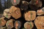 123 Comment les Chinois pillent les forêts wallonnes