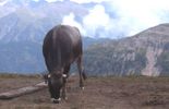 123 Les pets des vaches mesurés par des chercheurs belges
