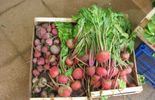 123 La Commission européenne veut renforcer la filière agro-alimentaire