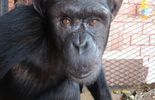 France: mort à 60 ans de Jojo, le plus vieux chimpanzé d'Europe