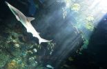 123 Nouvelle-Calédonie: un groupe de requins s'est approché des côtes