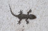 123 Munich: un homme appréhendé avec 49 reptiles vivants "pour manger"