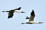 123 Les grues de Sibérie n'ont pas réussi à migrer seules malgré V. Poutine 