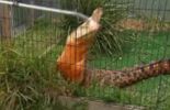 123 Trop gourmand, Snappy le crocodile devient complètement orange