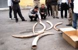 123 L'Asie menacerait la survie des rhinocéros et éléphants d'Afrique