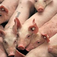 Les mots "porc" ou "nuage" alertent les services secrets américains