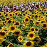 Le Tour de France suivi par quelque 245 000 téléspectateurs en moyenne sur la RTBF