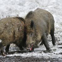 Les sangliers transmettraient au bétail des formes atypiques de brucellose