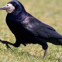 Un corbeau Freux